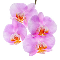 blossoming twig of beautiful lilac orchid, phalaenopsis is isolated on white background, close up