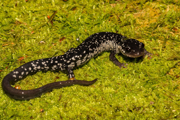 Northern Slimy Salamander (Plethodon glutinosus)