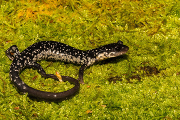 Northern Slimy Salamander (Plethodon glutinosus)