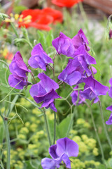 Sweet Peas