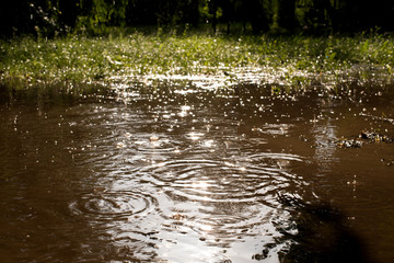 Obraz na płótnie Canvas A large puddle in the forest during the rain. Drops and circles on the puddle