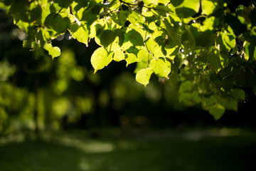 Naklejka na ściany i meble Green leaves on a tree. Sunlight after rain