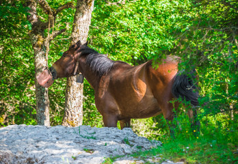 Naklejka premium National Park of Abruzzo, Lazio and Molise (Italy) - The spring in the italian mountain natural reserve, with landscapes, wild animals, little old towns, the Barrea Lake and Camosciara park