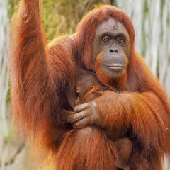 Orangutan Mother and Baby © SHrenchir