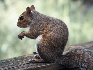 Gray Squirrel eating