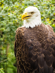 American Bald Eagle