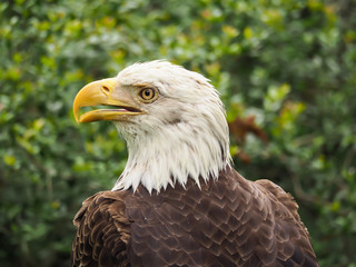 Obraz premium American Bald Eagle