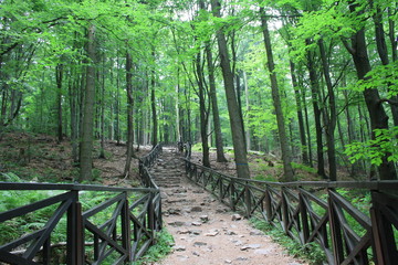 Stone stairs in the forest, tourist trail to Łysica, Świętokrzyskie Mountains