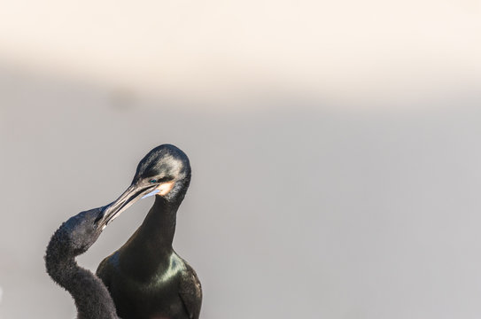 Two Brandt's Cormorant Birds Close Up with copy space