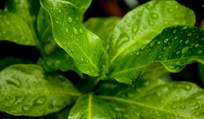 Close up of plants with green leaves covered with rain drops after the rain