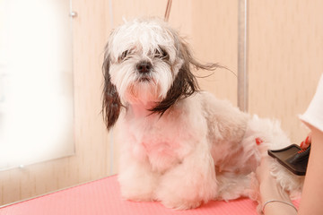 Woman groomer combing dog Shih tzu with wool comb, concept moulting, spring, washing hair