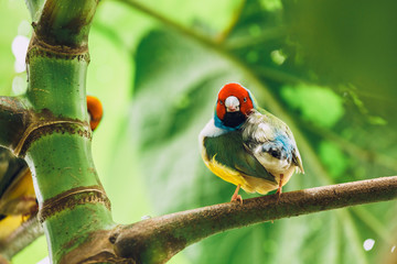 The Lady Gouldian finch, Erythrura gouldiae, close up
