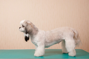 Closeup haircute dog grooming. Concept before and after Shih tzu shear