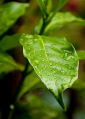Close up of plants with green leaves covered with rain drops after the rain