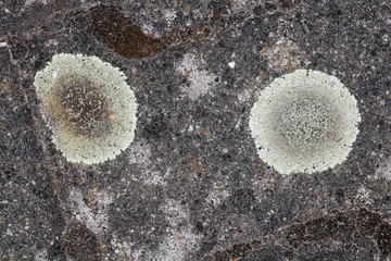 Rosettenflechte, Lobothallia radiosa