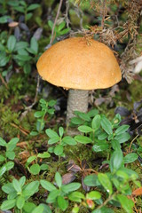 mushrooms on the Kola Peninsula-north Russia