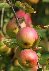 Pommes rouges