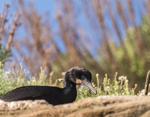 Brandt's Cormorant Bird Sitting on the Cliffs