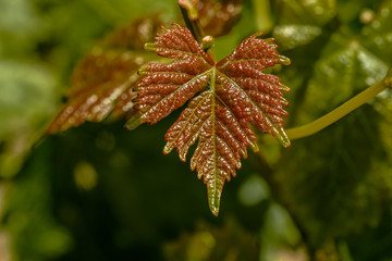 New vine leaves growing in the vineyards in Lavaux area in Switzerland