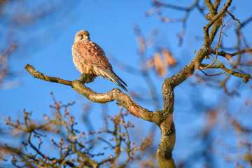 Falke vor blauem Himmel