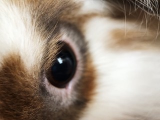 Fluffy brown rabbit with white close up 