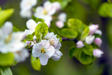 Obraz na płótnie Canvas apple blossom season