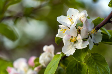 Obraz na płótnie Canvas apple orchard