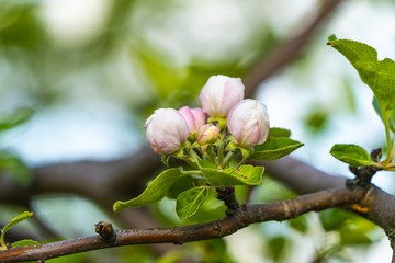 Production of apples