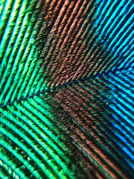 Beautiful multi colored peacock feather close up 