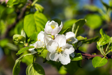Obraz na płótnie Canvas Blossoming apple tree on a sunny day