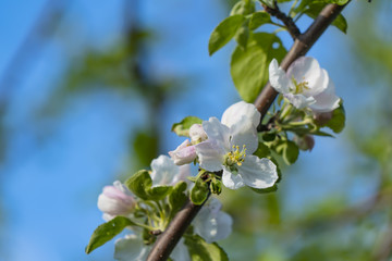 Apple branch