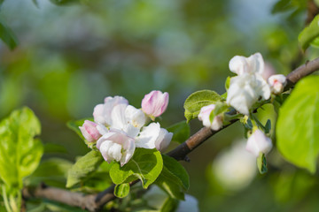 Apple tree branch with flowers