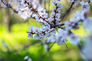 Flowering apricot on a clear day in April.