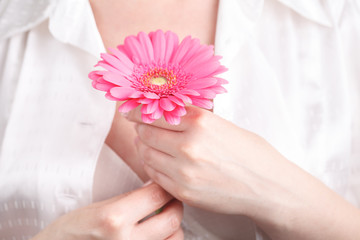 Obraz na płótnie Canvas Pink gerbera in female hand, Gynecology concept