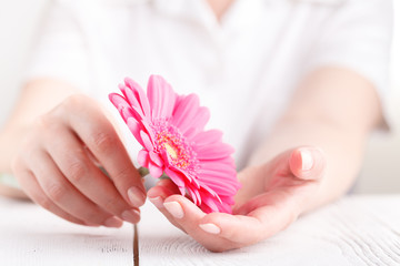 Woman hygiene conception. Pink flower gerbera in female hands - obrazy, fototapety, plakaty