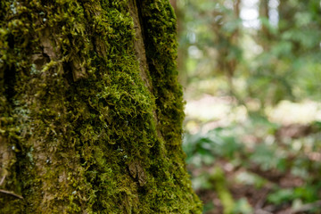 Tree Moss Cloesup