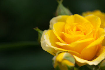 Yellow rose meaning Bright, cheerful and joyful create warm feelings and provide happiness. They bring you and the friendship you share the purist of colors, represent innocence