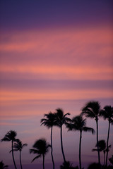 Fototapeta na wymiar Palm trees silhouette at sunset tropical beach. Orange sunset.