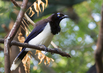 Black-breasted colorful Jay. Its range is from southern Costa Rica to Northern Colombia and Venezuela.