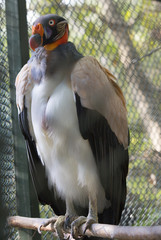 Royal vulture. The Royal vulture is a large bird. Naked skin of the face in folds and wrinkles, on the wax in adult birds of both sexes leathery scallop.