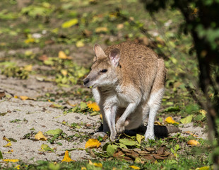 Flinkwallaby - Macropus agilis
