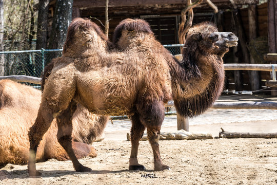 Kamel - Camelus ferus