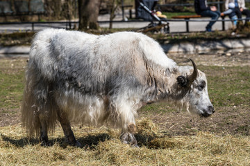 Obraz premium Hausyak - Bos mutus grunniens