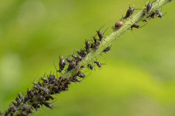 Blattläuse an Pflanzenstengel