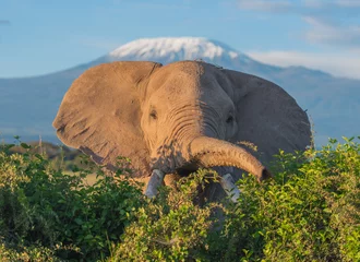 Fotobehang Kilimanjaro Elephant and Kilimanjaro