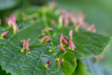 Gallen auf Lindenblatt