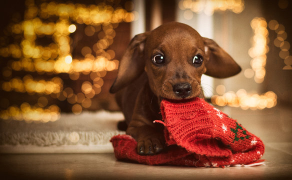 Christmas top weiner dog