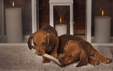 Dachshund Puppy 17