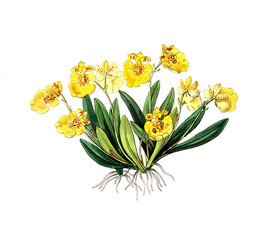 Illustration of plant