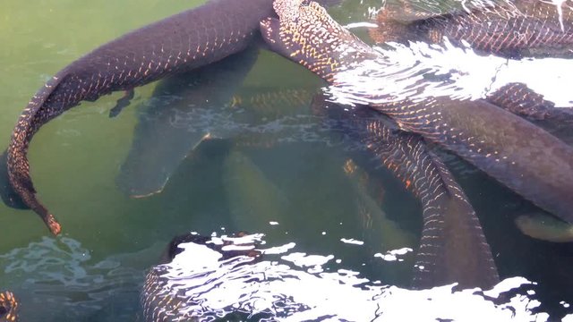 Big Arapaima gigas fish or pirarucu fish swimming in pond. 